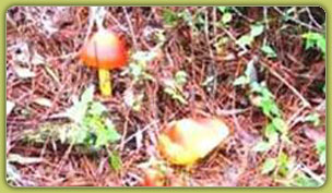 Casa Del Arroyo La Esperanza, Honduras